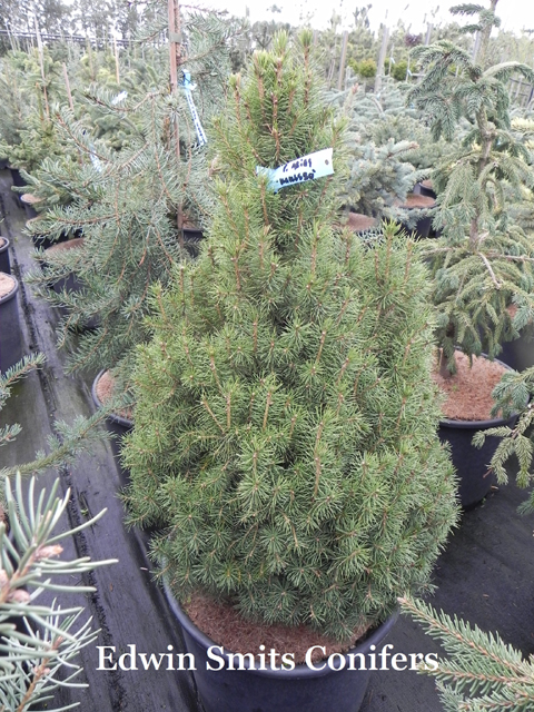 Picea abies 'Karlsbo'